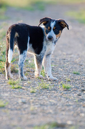 Virgule- chiot femelle tricolore x berger de 2 mois- - retour à l'adoption-adoptée- Virgul10