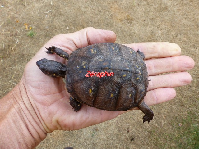 Conseils à lire avant de faire l’acquisition d'une tortue .. 28_jui20