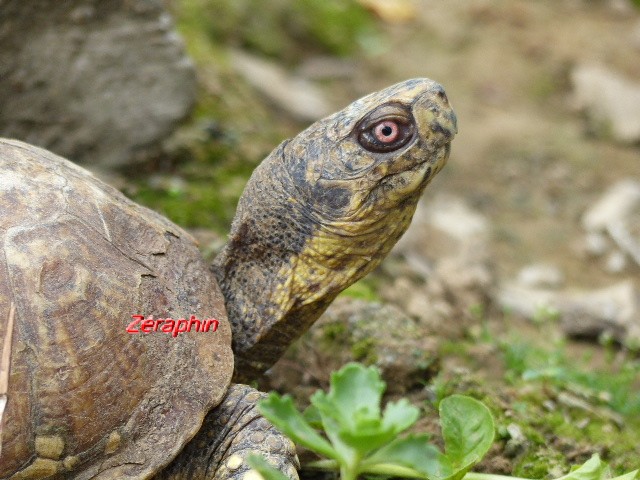 Conseils à lire avant de faire l’acquisition d'une tortue .. 30_jui10