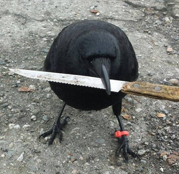 Tiens, le club de tir de la ville de Montréal était ouvert hier soir - Page 38 87187810