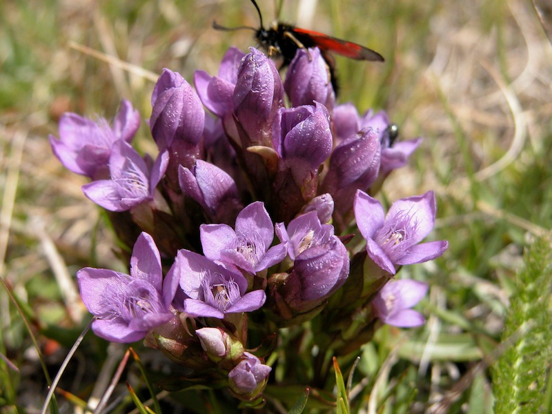 Gentiana polymères... (tétramère, pentamère, hexamère) 20050710