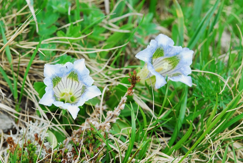 Gentiana polymères... (tétramère, pentamère, hexamère) 20120713