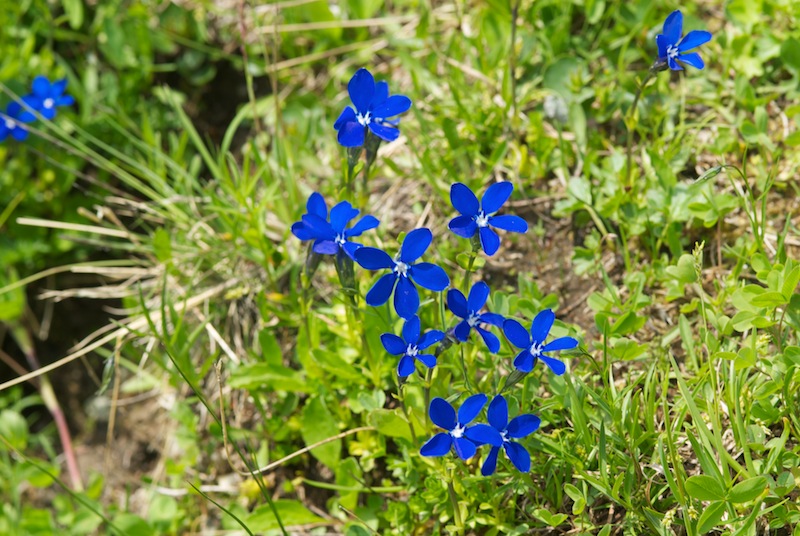 Gentiana polymères... (tétramère, pentamère, hexamère) 20150710