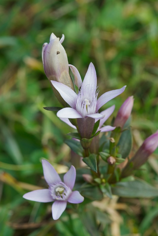 Gentiana polymères... (tétramère, pentamère, hexamère) 20170918