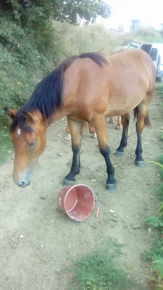 rech pouliche/poulain demi-trait ou type cob en rhone alpes  Genois11