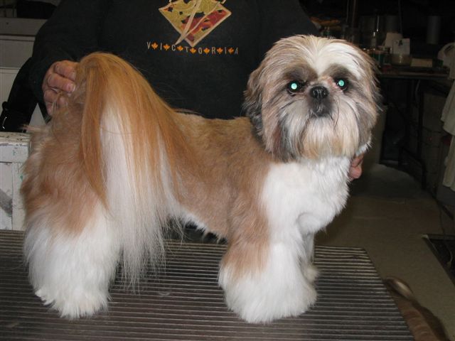 Les coupes de Shih tzu Img_2711