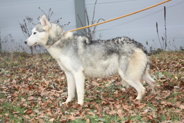 DALUK 1 an husky de sibérie  REF (dép.16) ADOPTE 13310