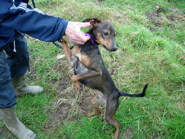 Dagobert croisé pinscher Belgique Dagobe11