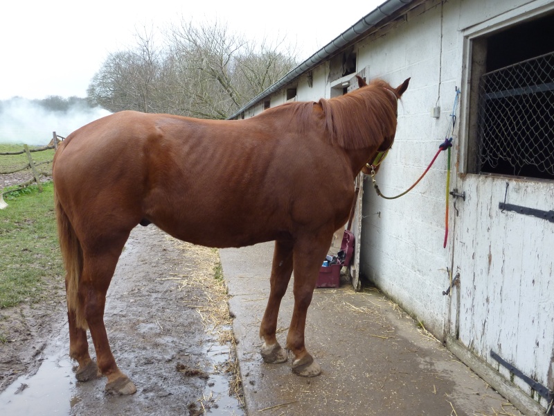 Quelle folie cette "mode" de couvrir à tout prix les chevaux non tondus... - Page 3 P1050411