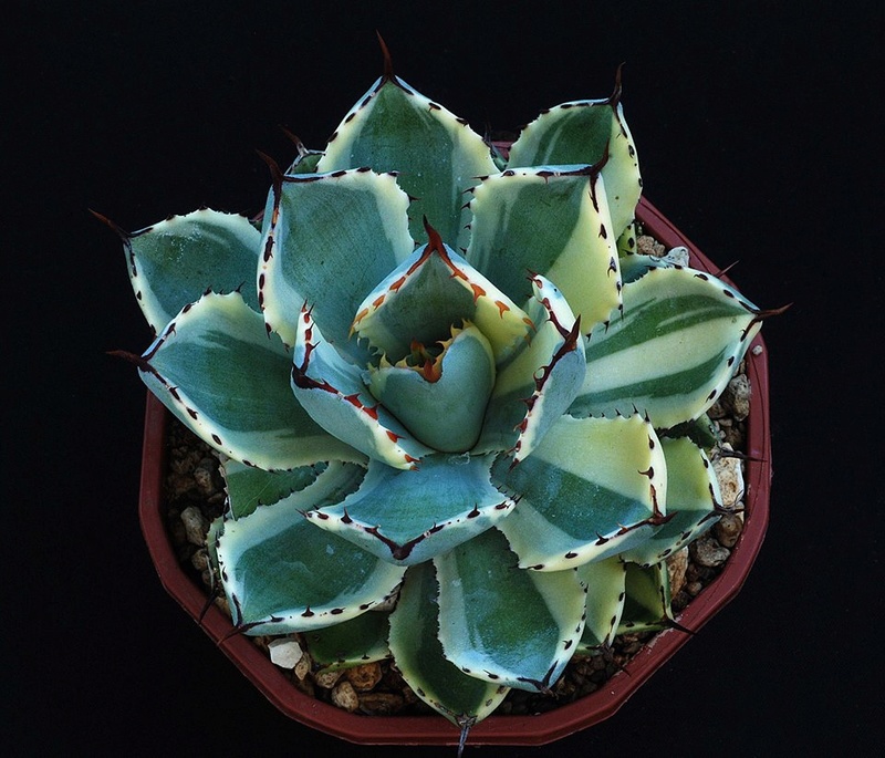 Agave potatorum 'Kichiokan' variegata 14222210