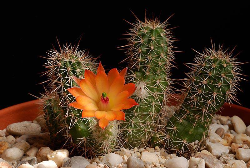 cactus - floraison 2017 chez Boun dans le Doubs 21731010