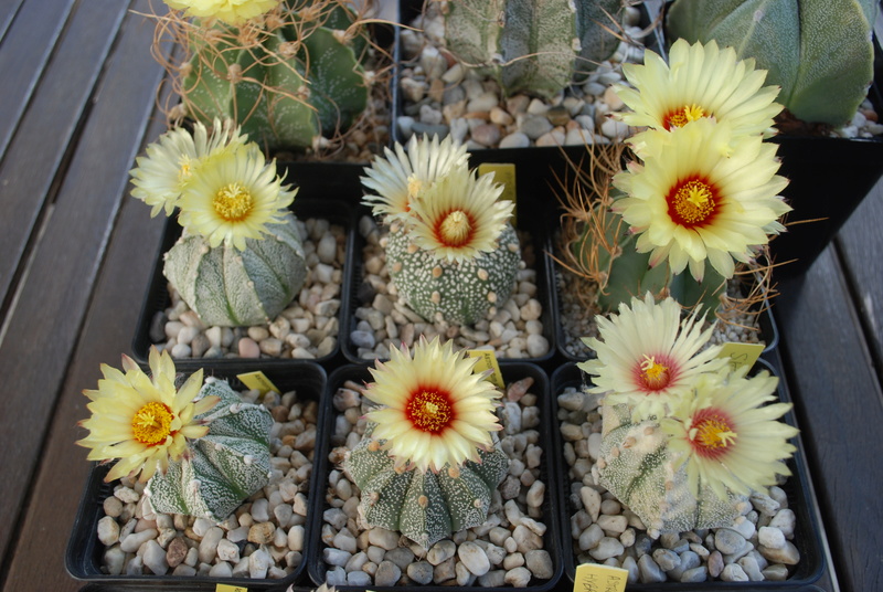 cactus - floraison 2017 chez Boun dans le Doubs Dsc_0512