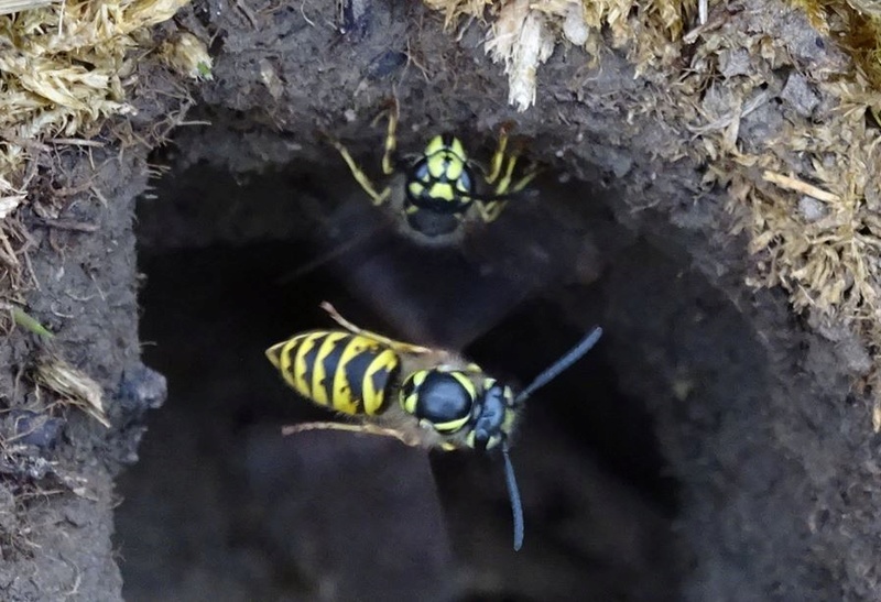Nid de guêpes dans le 'gazon' Captur12