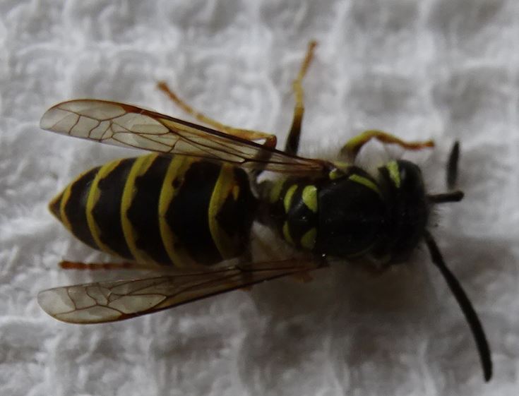 Nid de guêpes dans le 'gazon' Captur15