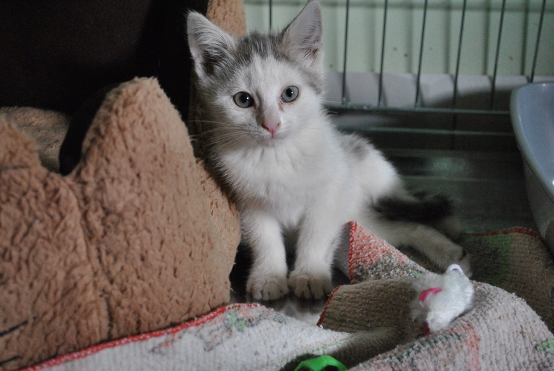 Kory (ex Olaf) né en juin 2017, chaton gris et blanc Dsc_0035
