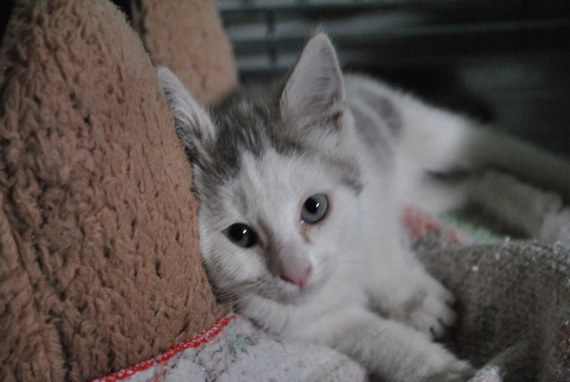 Kory (ex Olaf) né en juin 2017, chaton gris et blanc Dsc_0036