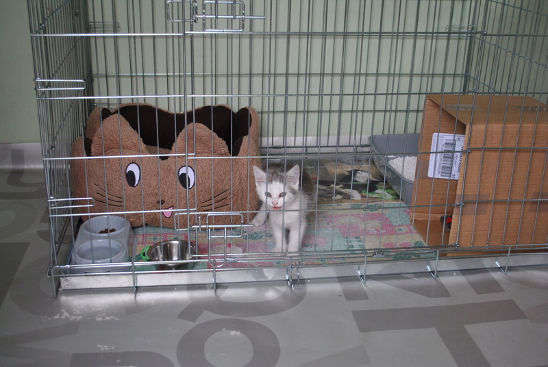 Kory (ex Olaf) né en juin 2017, chaton gris et blanc Dsc_0037