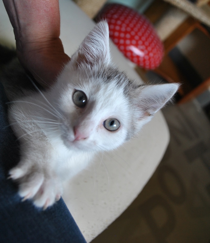 Kory (ex Olaf) né en juin 2017, chaton gris et blanc Dsc_0041