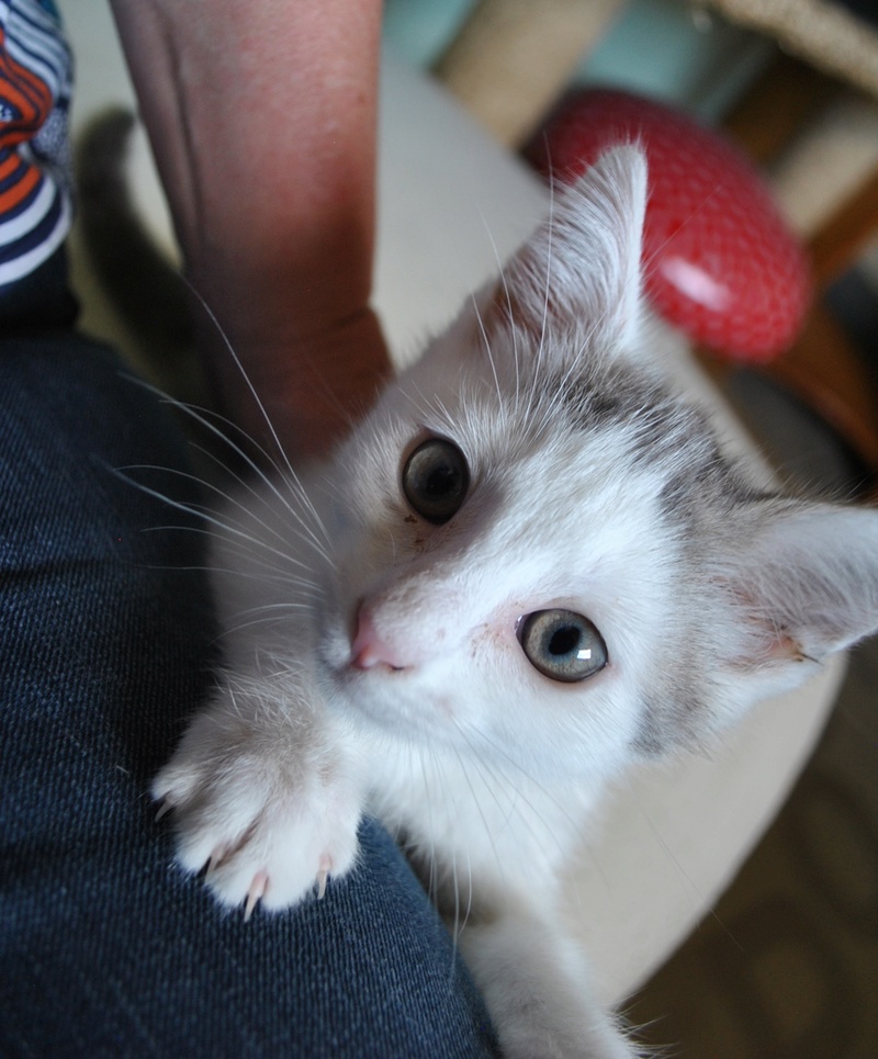 Kory (ex Olaf) né en juin 2017, chaton gris et blanc Dsc_0042