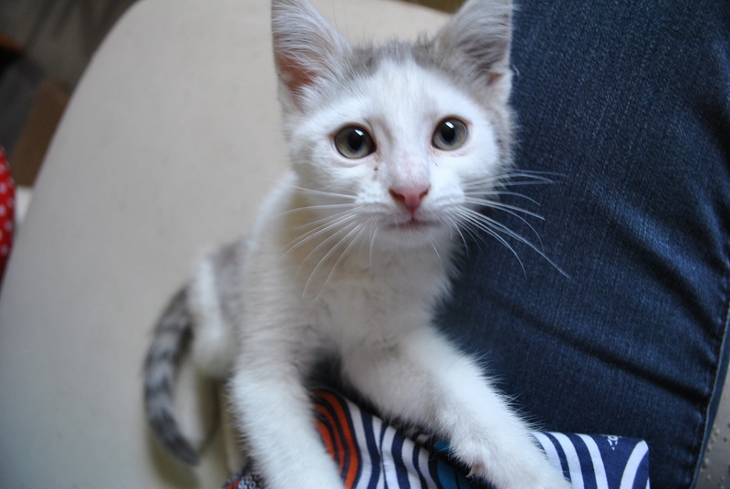 Kory (ex Olaf) né en juin 2017, chaton gris et blanc Dsc_0043