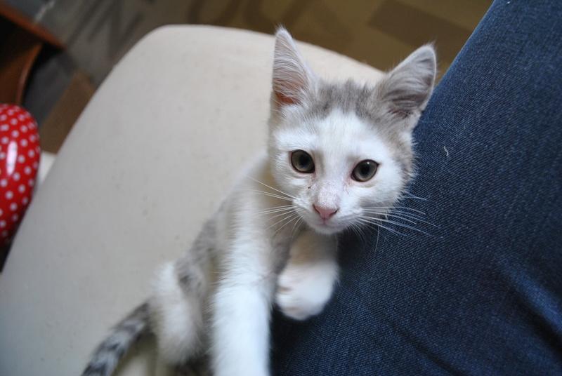 Kory (ex Olaf) né en juin 2017, chaton gris et blanc Dsc_0047
