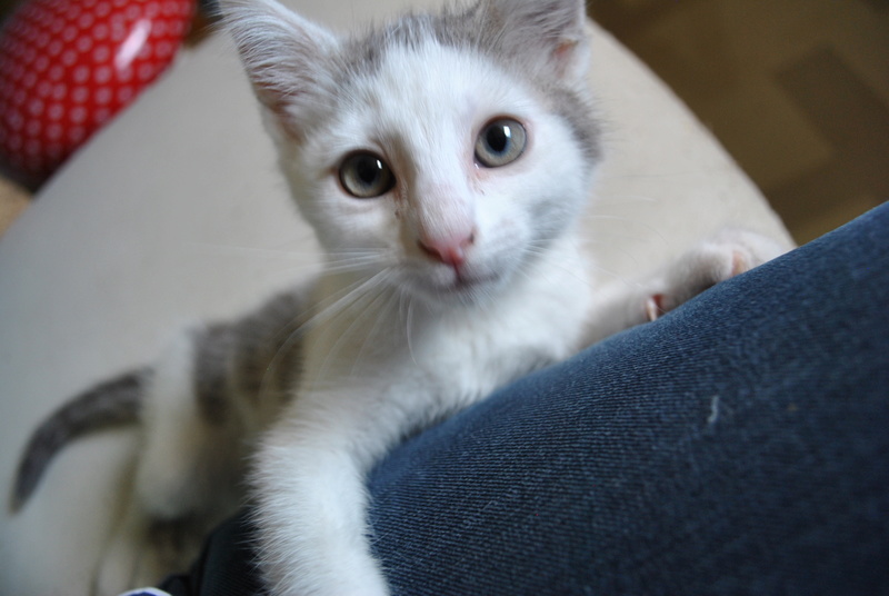 Kory (ex Olaf) né en juin 2017, chaton gris et blanc Dsc_0048