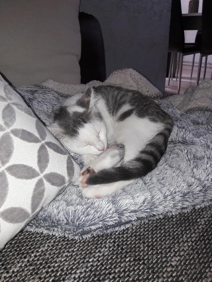 Kory (ex Olaf) né en juin 2017, chaton gris et blanc Resize10