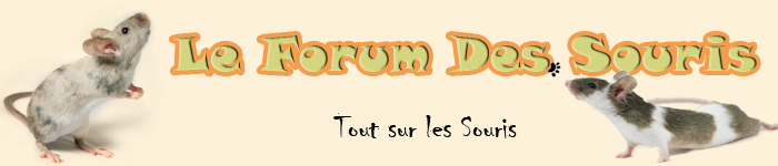 Le Forum Des Souris