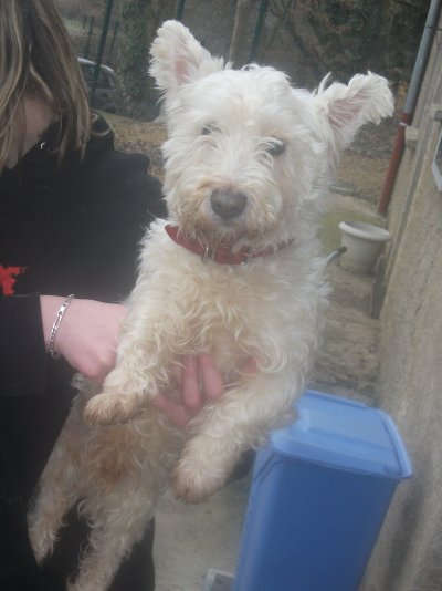 Wisitie un Westie de 7 ans adorable ! 27658510