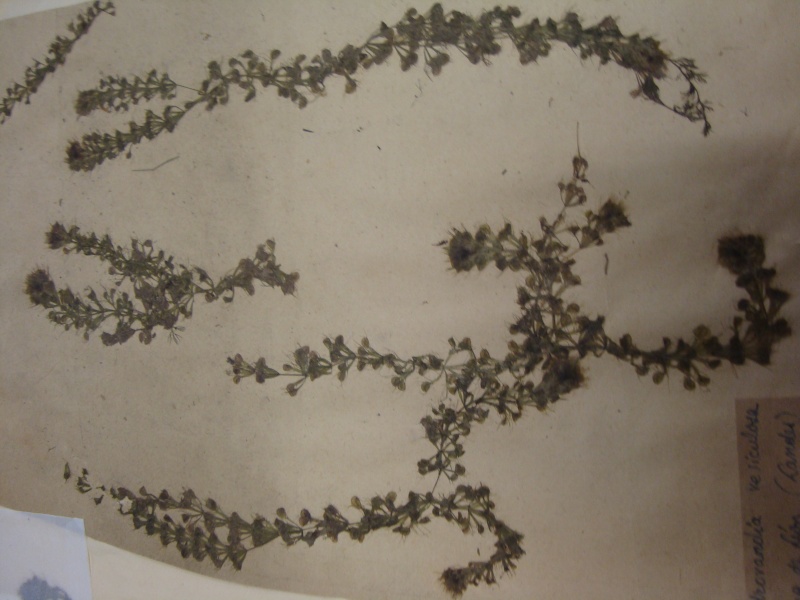 Herbier d'Aldrovanda vesiculosa 11janv17