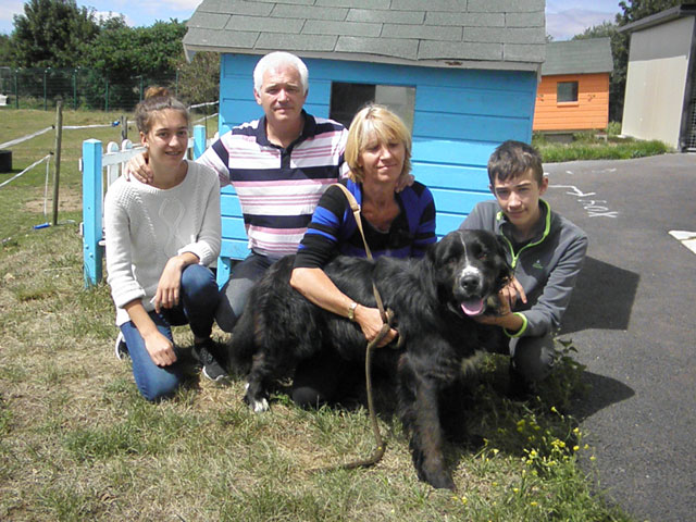 JEEPSY (Bouvier bernois croisé Golden retriever) Adopt_23