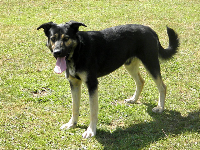 LOULOU (Croisé Berger Allemand) Loulou10