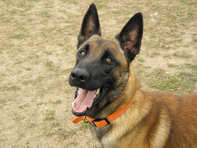 MILORD (Berger Belge Malinois) Milord18