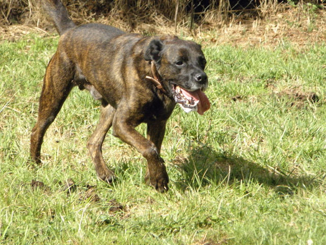 TEX (boxer X berger allemand) - Page 2 Tex112