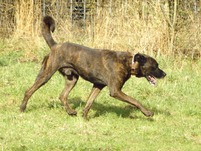 TEX (boxer X berger allemand) - Page 2 Tex310