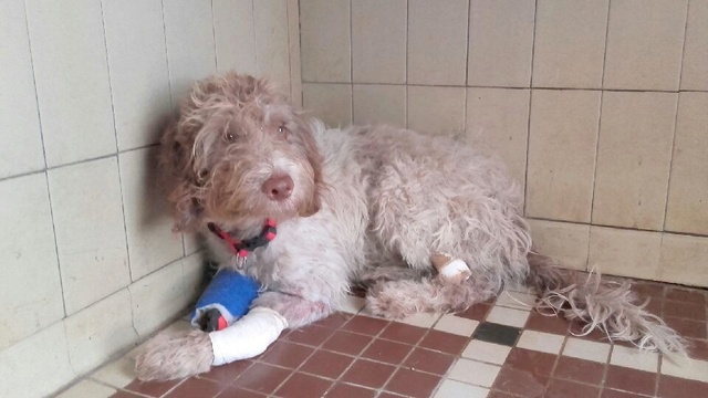 CALYPSO chien accidenté : adopté 20170813