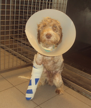 CALYPSO chien accidenté : adopté 21_8_110