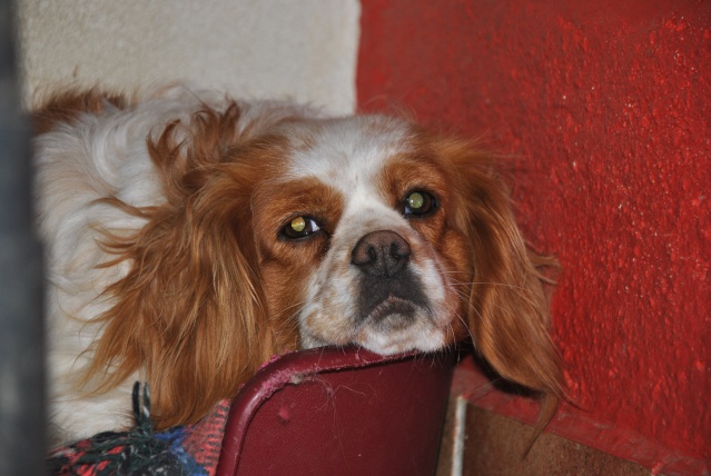 ASTUCE (Cavalier King Charles) - Page 3 Dsc_0610