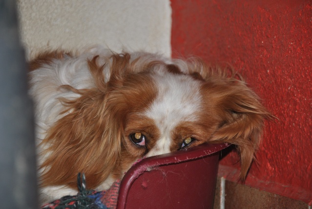 ASTUCE (Cavalier King Charles) - Page 3 Dsc_0612