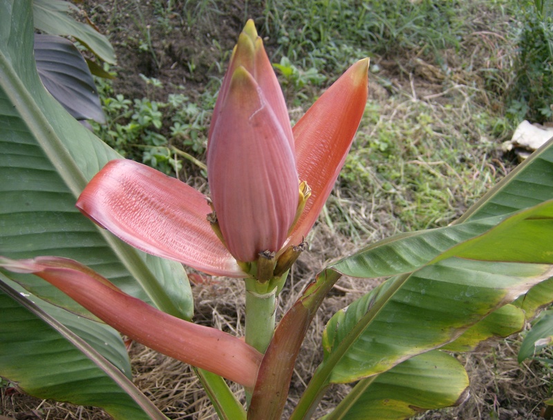 Musa laterita : floraison Hpim1725