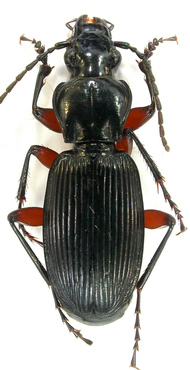 Pterostichus cristatus femoratus Dejean 1828 Dscn5113