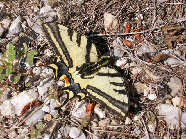 [Papilio alexanor] Dscn5121