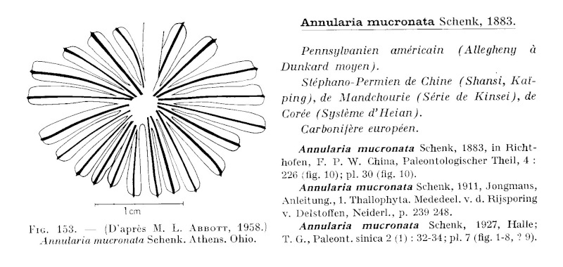 Annularia mucronata SCHENK, 1883. P174_o10