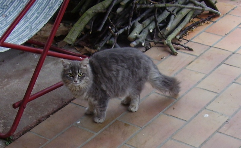 Trouvé(e) chat(te) gris(e) poils longs à Tournefeuille P1190010
