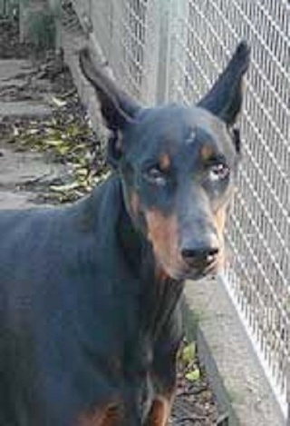 SAMY, fifille Dobermann 500_5210