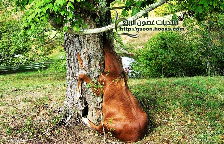 حصان انحشر رأسه داخل شجرة Oouou_15