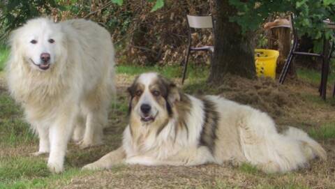Adopte 2 Montagne Des Pyrénées Male Et Femelle 8 Ans 40