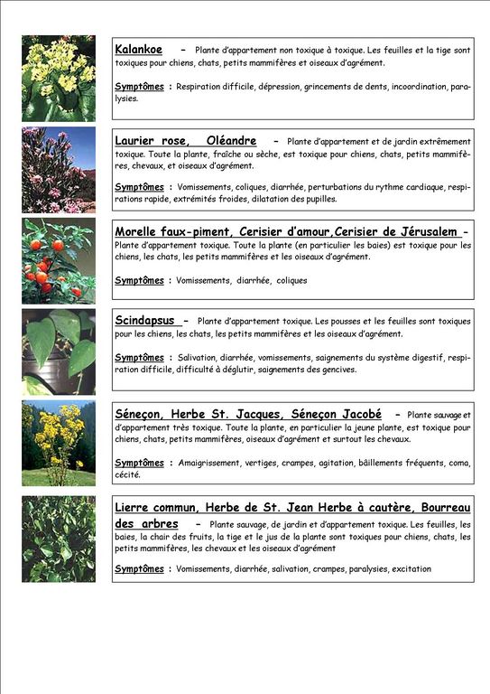 Quelques plantes toxiques (fiche que j'ai fait) Plante12