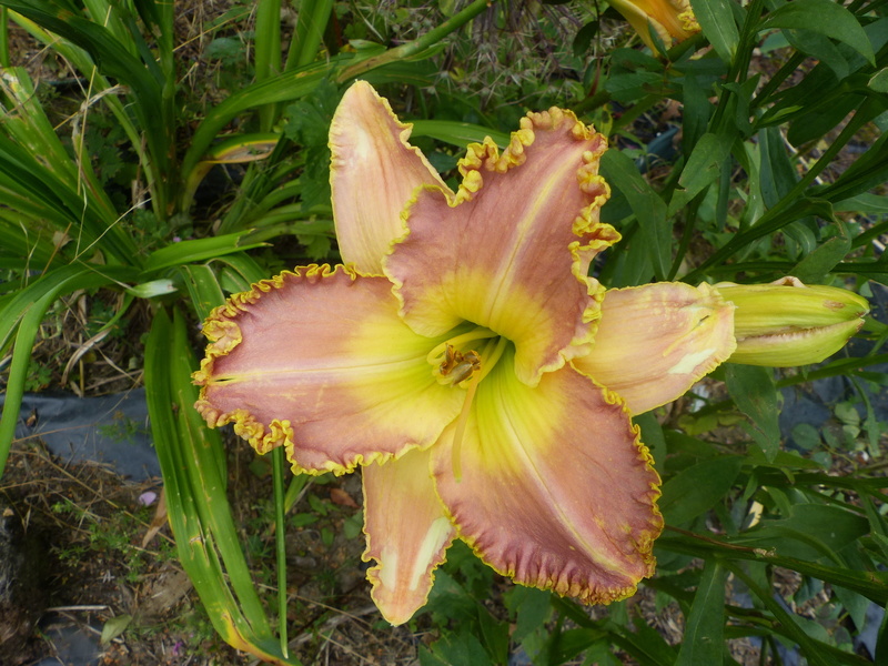 Hemerocalle,Hemerocallis - Page 3 P1010650