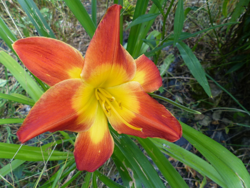 Hemerocalle,Hemerocallis - Page 3 P1010654